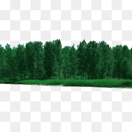ป่า, ต้นไม้, Oldgrowth ป่า png - png ป่า, ต้นไม้, Oldgrowth ป่า icon vector